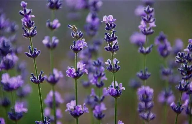 src=http___www.huacaobk.com_uploads_allimg_200312_1R53Ra1-3&refer=http___www.huacaobk_看图王