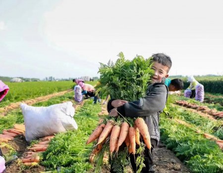 新一季胡萝卜来了