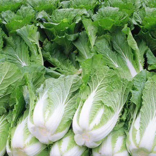 新鲜大白菜
