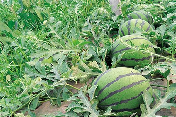 Watermelon drip irrigation
