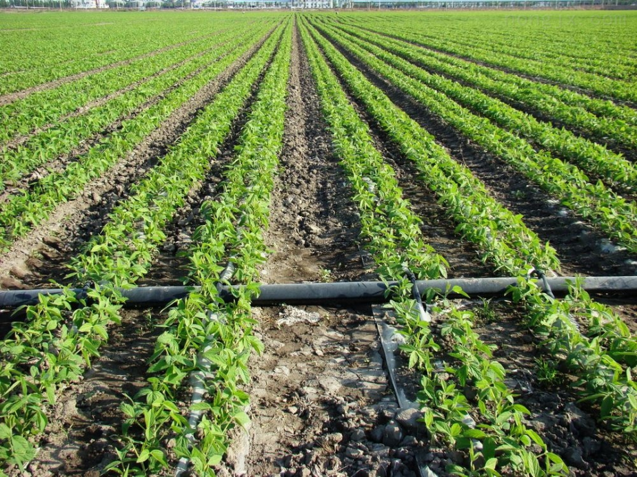 How to choose the water output of the drip irrigation pipe according to crop needs?