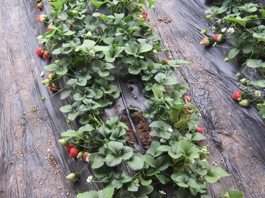 Does drip irrigation have any effect on the soil?