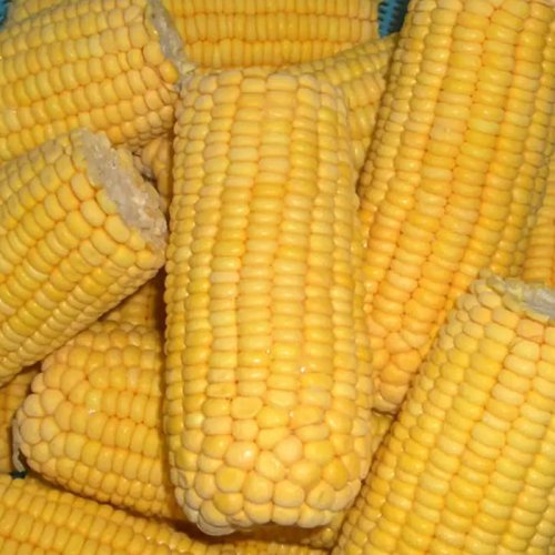 Frozen Corn Cob