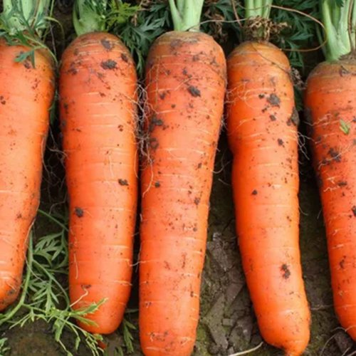 Fresh Carrot