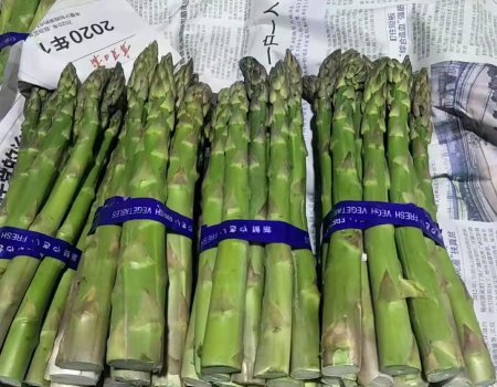 Green asparagus! The new season comes!