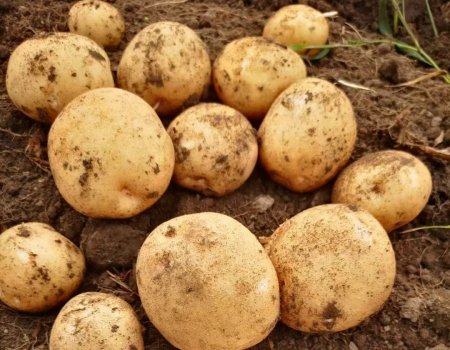  Celebrating Harvest Time