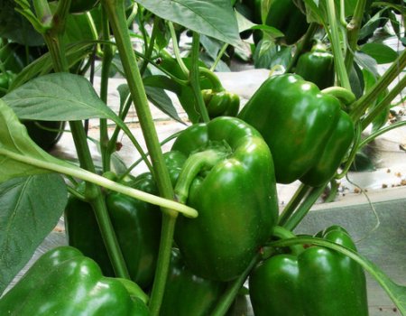 Our bell pepers are ready in August