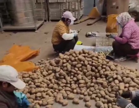 Potato Planting Season Begins